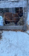 Black Sheep; How Haus Perry, NY